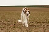 BARZOI 171